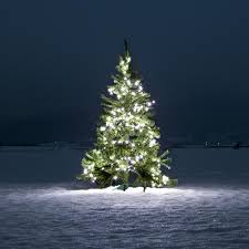 The History And Sustainability Of Christmas Trees Explained Quartz