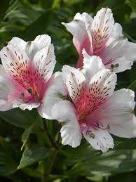 Pin On Gardening Flowers