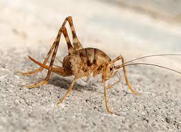 What do camel crickets eat? What Are Camel Crickets Camel Cricket Control