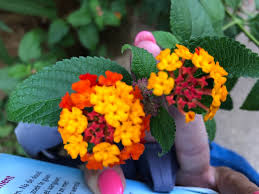 Image result for Lantana moldenkei