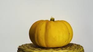 Image result for fat ass pumpkin