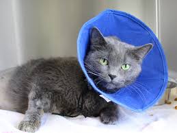 Now after their surgery, the cats will need your care and attention during the recovery period before they can be returned to their outdoor homes. Spay Neuter Pre Post Ops Ontario Spca And Humane Society
