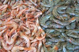 Prawns Fresh Fish Seafood Market Animal Study