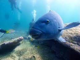 So, if you are more than 50 years old and you want to start diving, just visit a doctor specialized in hyper baric medicine. Abyss Scuba Diving Ramsgate 2021 All You Need To Know Before You Go With Photos Tripadvisor