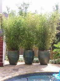Potted Bamboo Privacy Landscaping Patio Plants Privacy Plants