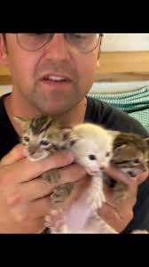 #bengals #brownspottedbengals #Bengala #BengalArt