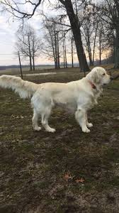 Premier golden retriever breeders for golden retriever puppies in four colors white cream, light blonde, caramel, and auburn. English Golden Retrievers Of Bourbon Valley Farms Koshkonong Mo English Golden Retrievers English Golden Retriever Puppy Retriever Puppy