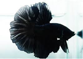 Black Orchid Betta Halfmoon Google Search Black Orchid Betta Orchids