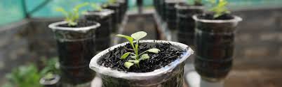 Further in the article we will talk about everything you need to know about sunflower microgreens. How To Grow Hydroponic Microgreens Without Soil Grocycle