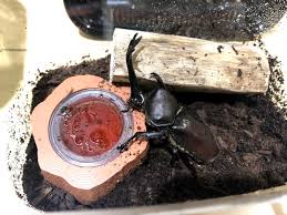 カブトムシの餌台」の作成。昆虫ゼリーを食べやすくする試み。 - みあぽん（miapom）