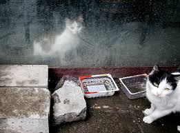 Istanbul Yuz Binlerce Kediye Ev Sahipligi Yapiyor