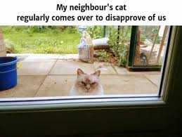 Tell us in the comments below! 20 Funny Cat Memes For Funny Cat Friday Cat Care Solutions