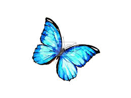 Obraz Piękny niebieski motyl, akwarela, odizolowane na białym - Obrazy -  Homebook