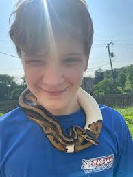 Baby Echo 🥰 I love all the piebald patterns!! Show me yours