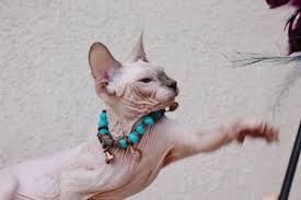 California residents can opt out of sales of personal data. Amilies Will Love The Russian Donskoys For Being Smart Friendly And Lovable They Are Inquisitive Easy To Hairless Cat Why Do Cats Purr Siamese Cats For Sale