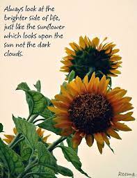 Sunflowers Sunflower Quotes Flower Quotes Love Flower Quotes