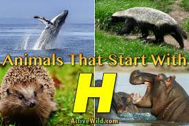 Without it, you will not be able to say words properly even if you know how to write those words. Animals That Start With H List Of Amazing Animals Beginning With H
