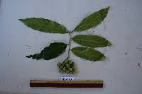 Image result for Drypetes mossambicensis