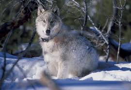 When an area is made up of a wide variety of living things, it is known to be an area with lots of biodiversity. Audio Tale Wolf Encounter In Glacier Bay National Park