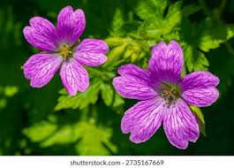 Image result for Geraniaceae