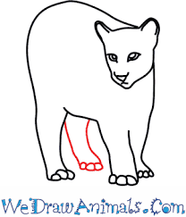 How To Draw A Cougar See more ideas about animal drawings, drawing tutorial, drawings. how to draw a cougar