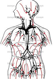 J o s s i f o w g. Photo Lymph Image 2414073