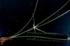 Image result for Rhaptopetalum roseum