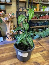 Notebook modellerine en yeni nesil işlemci ve ekran kartlarını kullanan monster'ın, adını türk mitolojisinden alan dizüstü bilgisayar serilerini inceleyin! Monstera Siltepecana A Beautiful Silver And Green Aroid Available In 130mm Pots With Trellis Plant Care Monstera Enjoy A Free Draining Medium And A Decent Amount Of Filtered Light They Thrive In