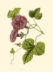 Image result for Ornithoglossum viride