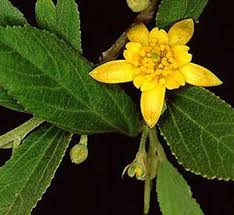 Image result for Grewia forbesii