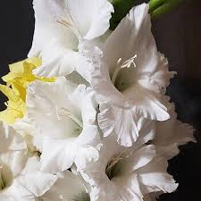 Image result for Gladiolus pretoriensis