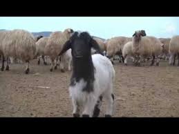 ياغنماتي ماء ماء جديد 2019 Hd Youtube