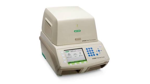 Real-Time PCR