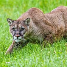 Pin By Diane Thompson On Animals And Pets Big Animals Animals Beautiful Animal Antics