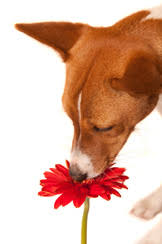 But dog owners can refer to a comprehensive directory of poisonous plants for dogs, which has been compiled by the dogs trust. Poisonous To Dogs Toxic Plants And Flowers D For Dog