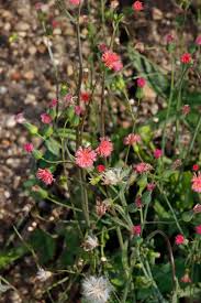 Image result for Emilia caespitosa