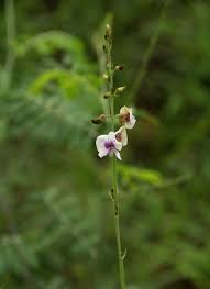 Image result for Tephrosia noctiflora