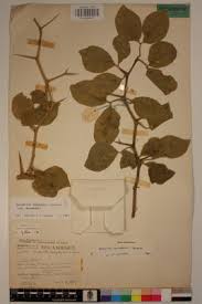 Image result for Balanites maughamii