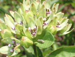 Image result for Triumfetta dekindtiana