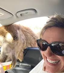 This is they put a brassiere on the camel by mom merfeld on vimeo, the home for high quality videos and the people who love them. Camels And Ostriches And Zebras Oh My Part One My Big Adventure At Eudora Farms The Sumter Item