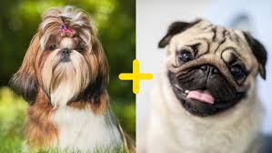 Pug-zu: conheça como são os filhotes misturas de pug com shih-tzu