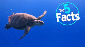 Top 5 Endangered Animal Facts Watchmojo Com