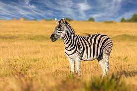 One of nature's great mysteries one theory is that the stripes help the zebra cool down. Where Do Zebras Live Worldatlas