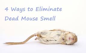 Enzyme cleaners can help remove any lingering smells. How To Get Rid Of Dead Rat Smell For Good Fast Pest Wiki