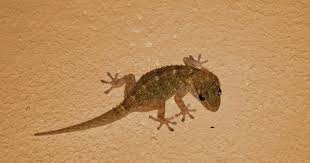 Maybe you would like to learn more about one of these? Bagaimana Cara Cicak Melakukan Autotomi Media Ilmu