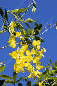 Image result for Laburnum anagyroides
