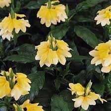 Image result for Crossandra