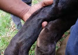 Is raising funds for tibeast, professional robotic dog at a toy's price on kickstarter! For Sri Lanka S Dwindling Leopards Wire Snares Are The Leading Killer