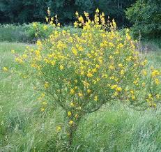 Image result for Adenocarpus mannii