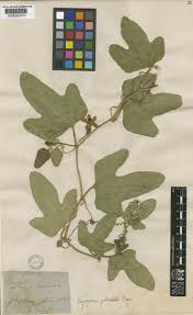 Image result for Cayaponia